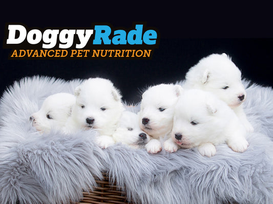 Puppy Packs